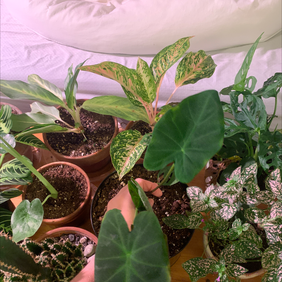 Colocasia 'Black Beauty' plant photo by @isb named Marley on Greg, the plant care app.