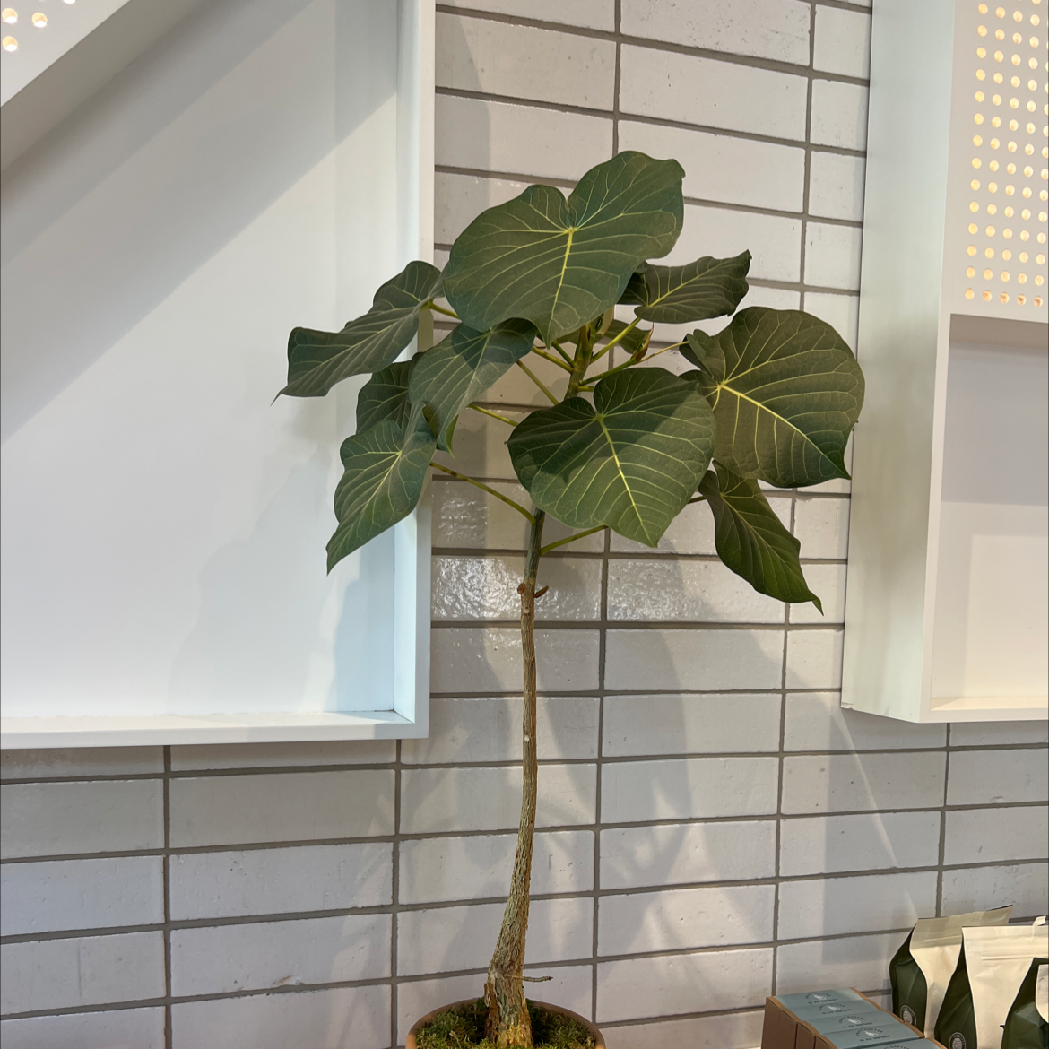 Petiolate Fig plant with large green leaves and a slender trunk in a pot against a tiled wall.