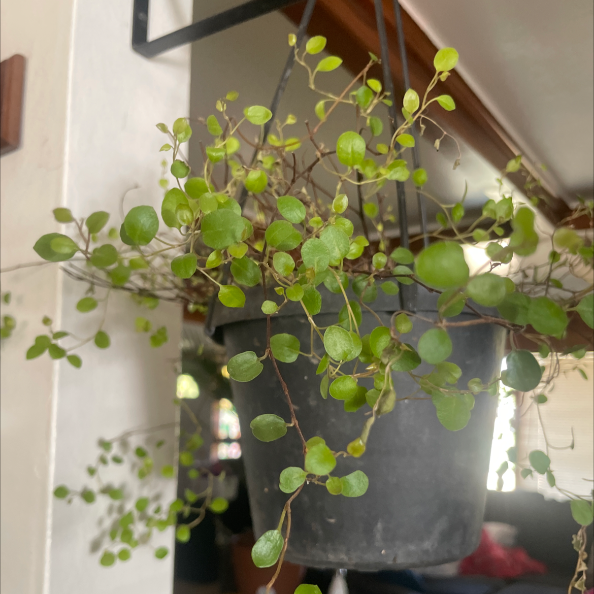Sprawling Wirevine plant in a hanging pot with vibrant green leaves.