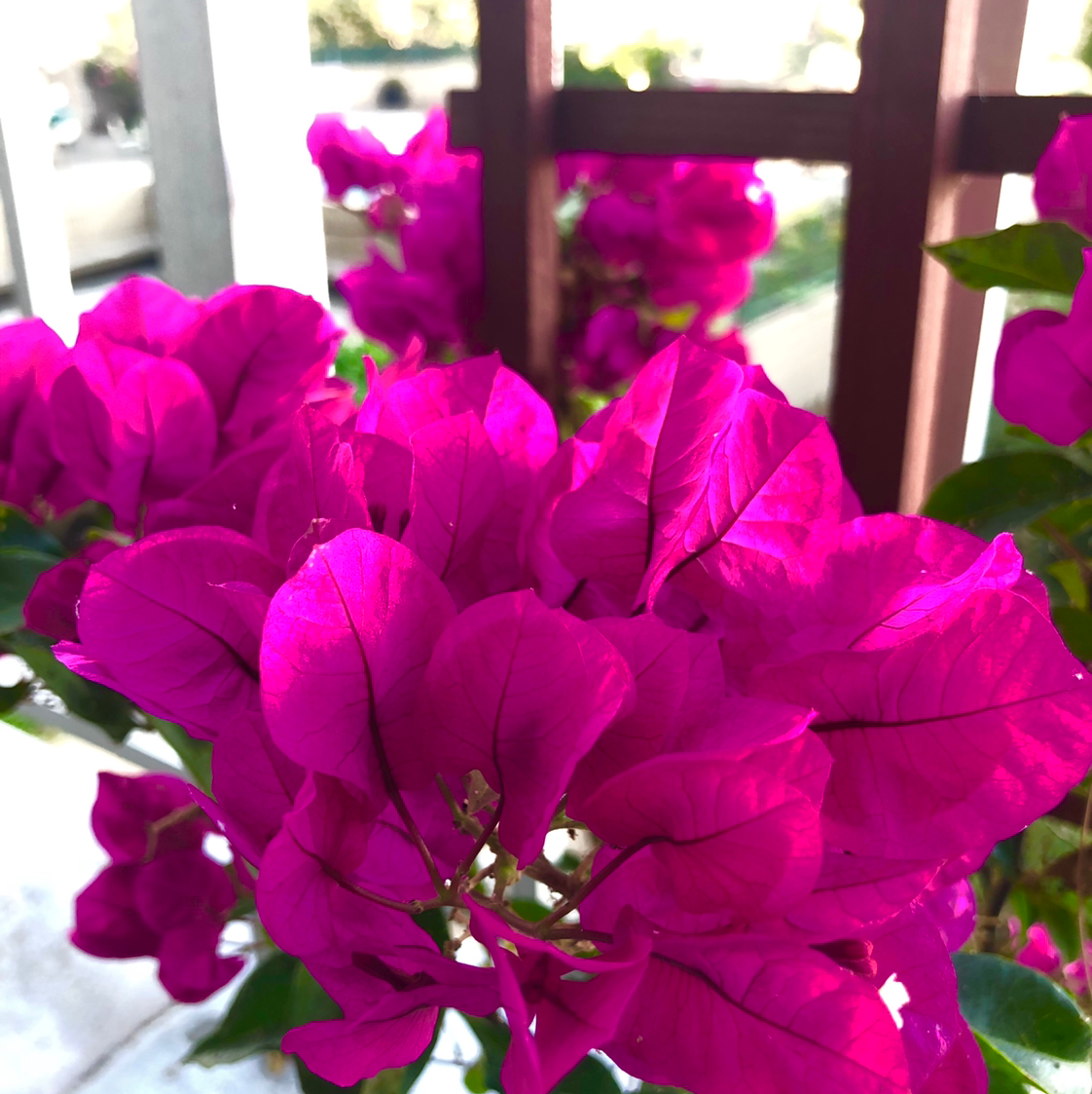 💧 Why Are My Bougainvillea Leaves Droopy?