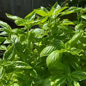 Sweet Basil plant photo by @ReiReiKo named Ham&Cheese on Greg, the plant care app.