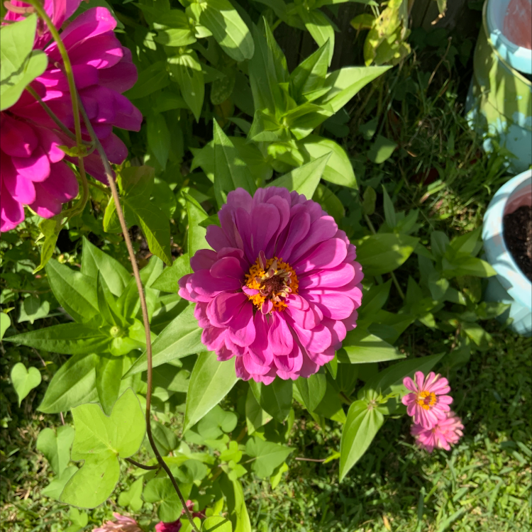 Common Zinnia plant photo by @ReiReiKo named Hot Pink on Greg, the plant care app.