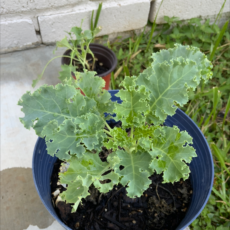 Wild Cabbage plant photo by @ReiReiKo named Zimmerman on Greg, the plant care app.