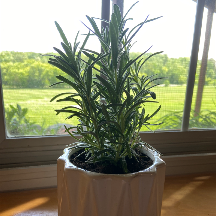 Photo of the plant species Rosemary by Hannah named Rosemary on Greg, the plant care app