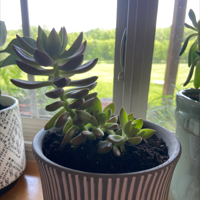 Potted Graptosedum 'California Sunset' succulent near a window, healthy and well-framed.