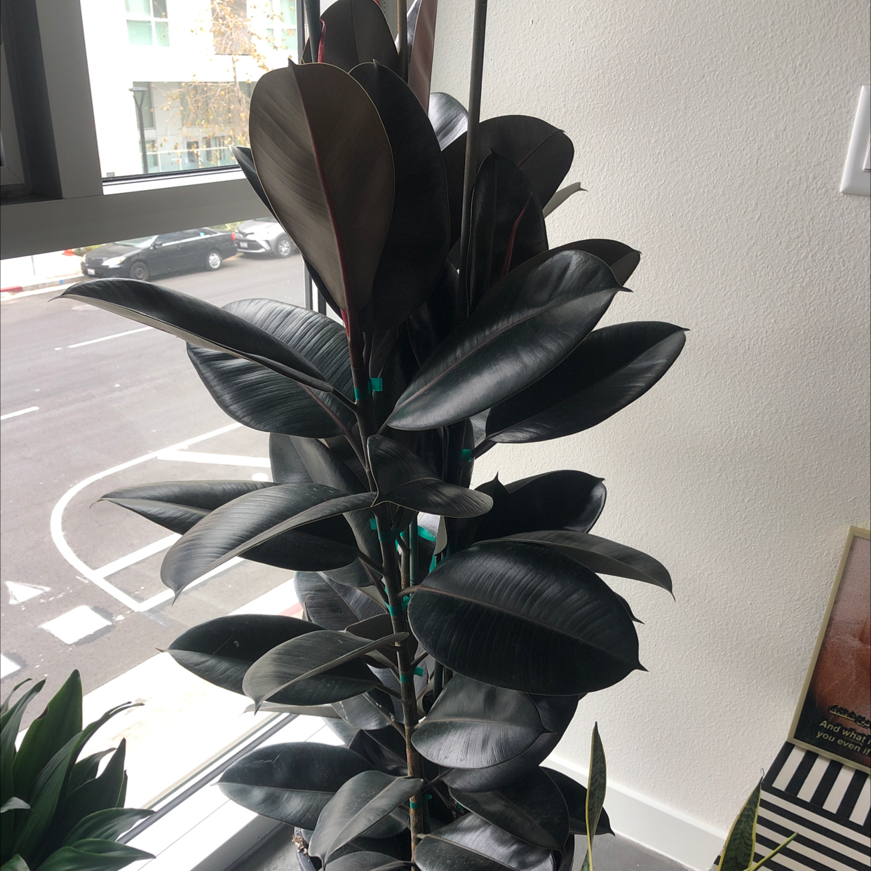 Photo of the plant species Rubber Plant by @reemixx named Luna on Greg, the plant care app