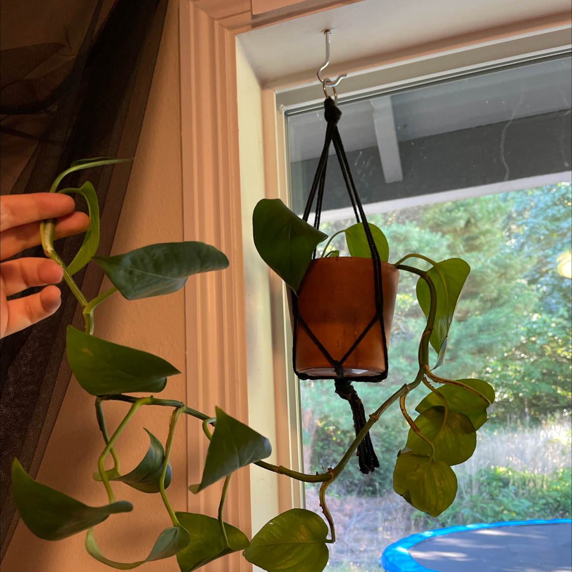 Taro Vine plant photo by @peachplants named Sophie on Greg, the plant care app.