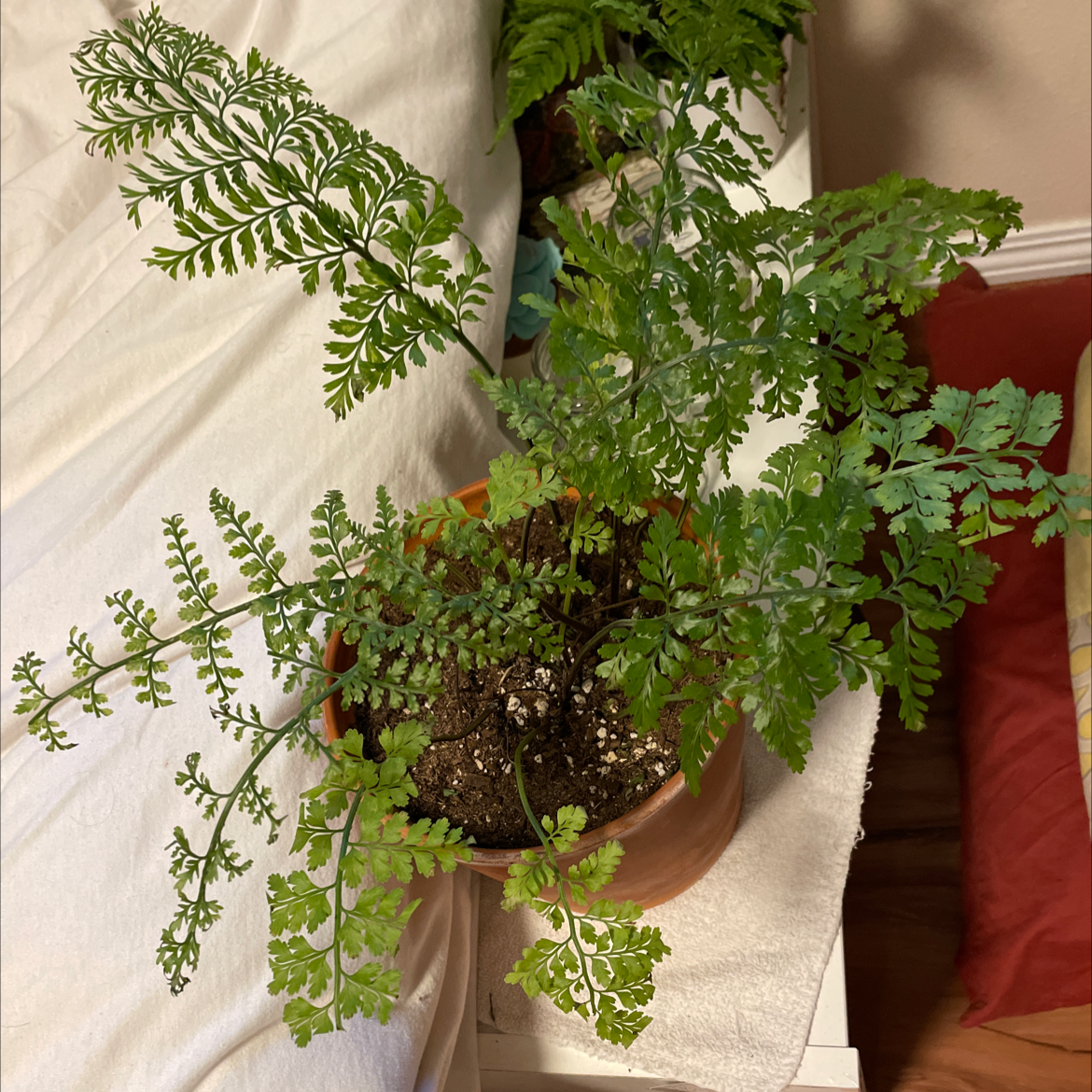 Photo of the plant species Hen and Chicken Fern by @peachplants named Fernando on Greg, the plant care app