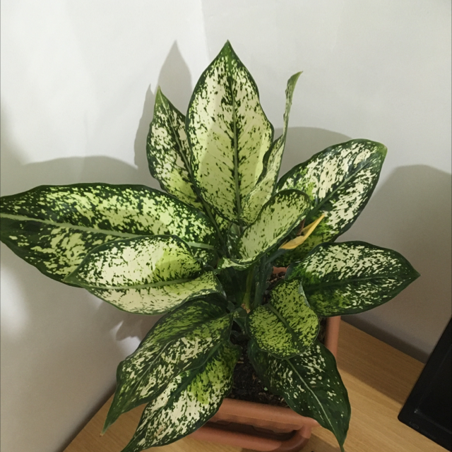 Photo of the plant species Aglaonema 'Spring Snow' by @mehdibashari named Athena on Greg, the plant care app
