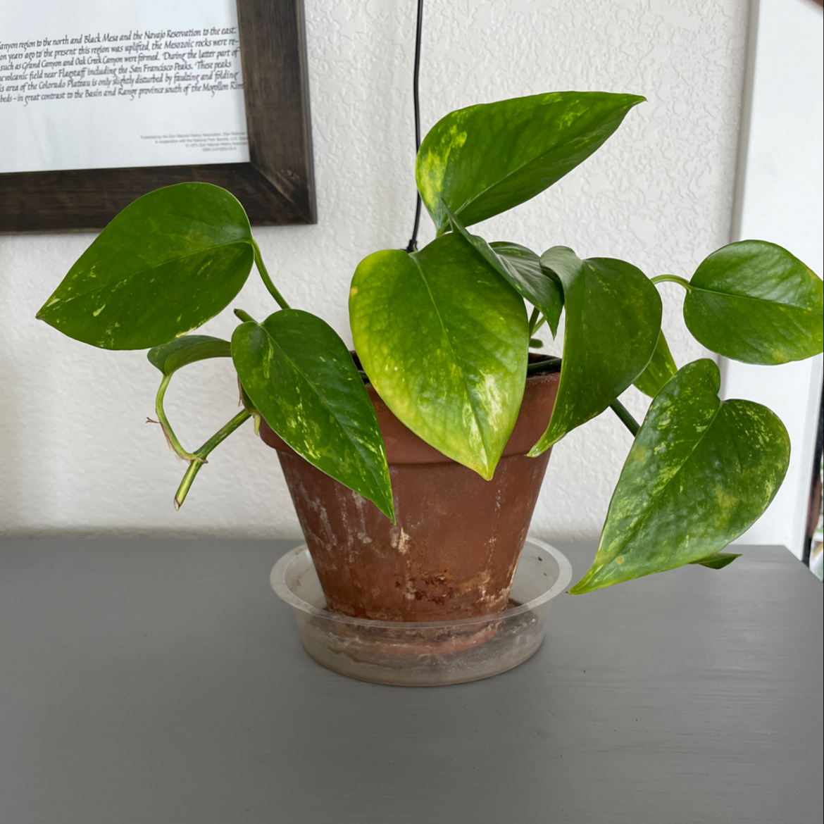 Taro Vine plant photo by Brittany named Pothos on Greg, the plant care app.