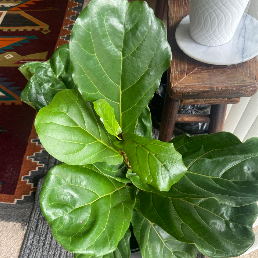 Fiddle Leaf Fig plant photo by Samantha named Fred the Fiddle on Greg, the plant care app.