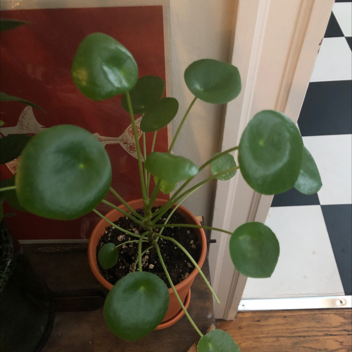 Chinese Money Plant plant photo by @alocasia_dezbino named Uno on Greg, the plant care app.