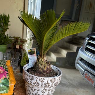 Sago Palm plant in Mount Ida, Arkansas
