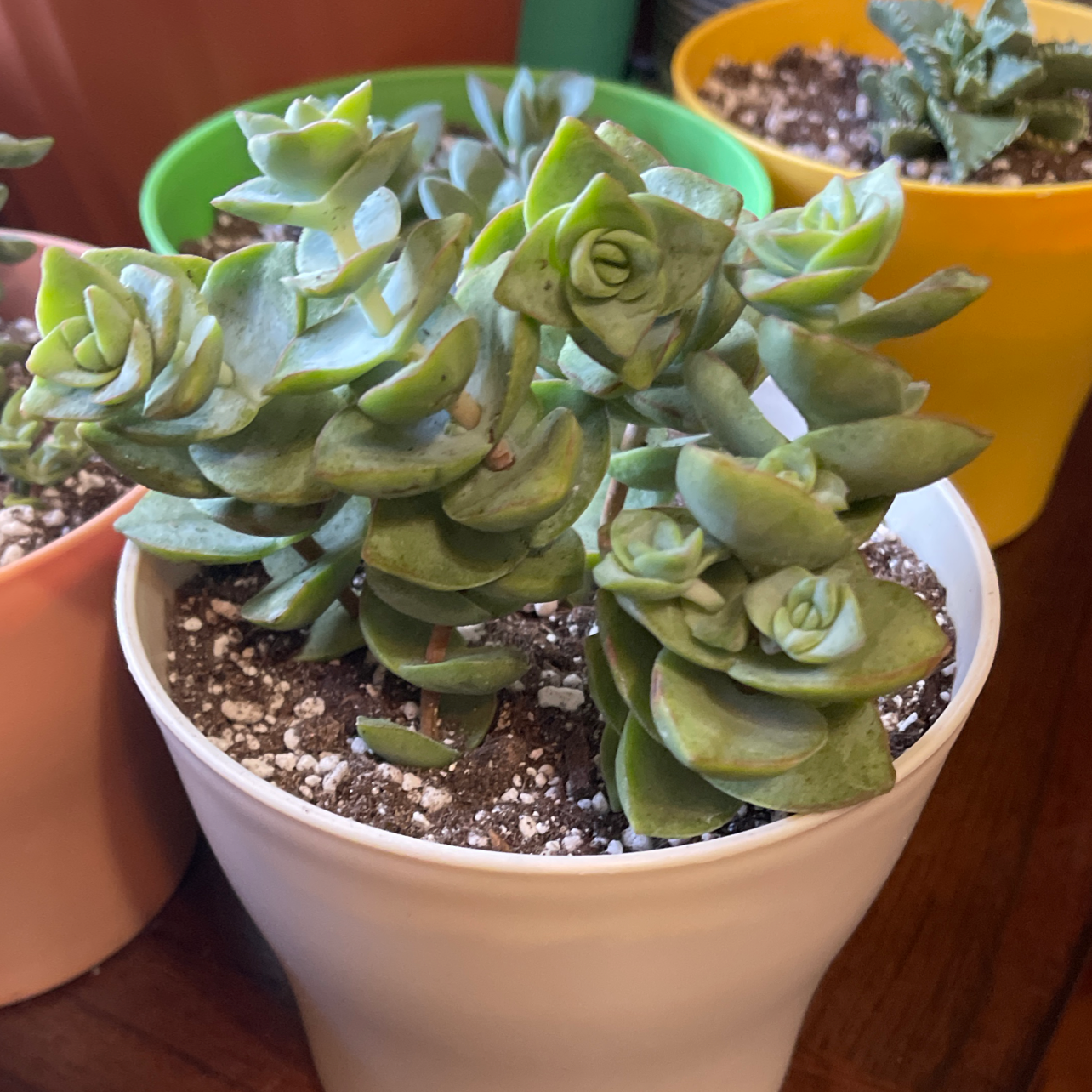 Crassula rupestris plant in a white pot with visible soil and healthy green leaves.