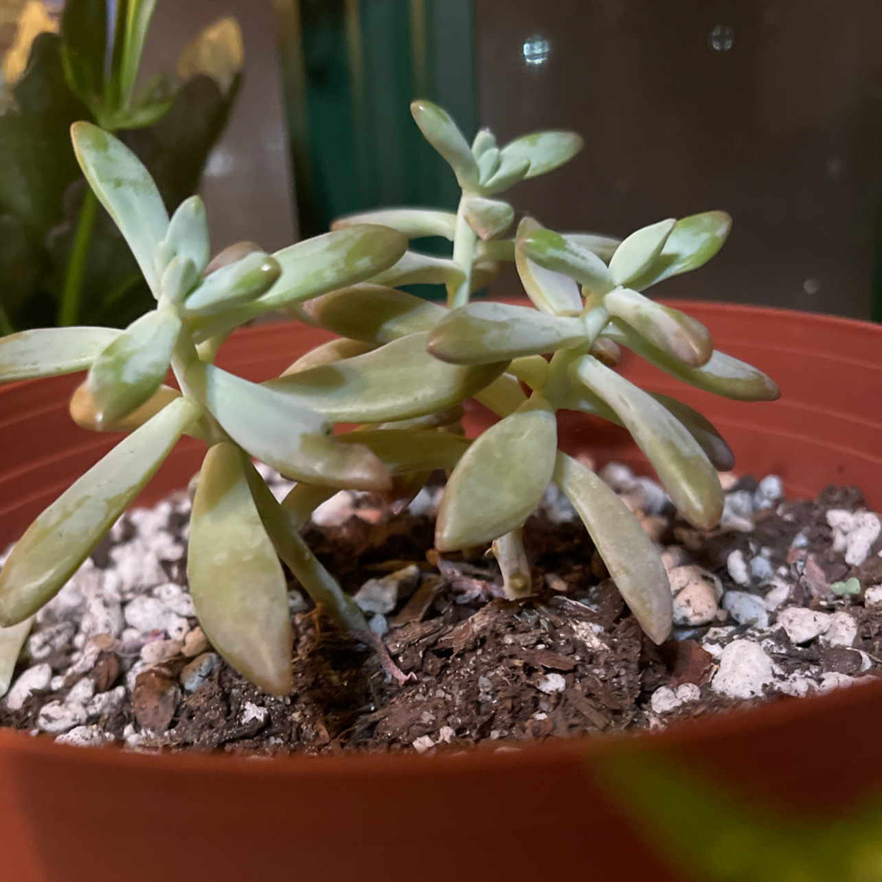 Graptosedum 'Francesco Baldi' succulent in a red pot with visible soil.