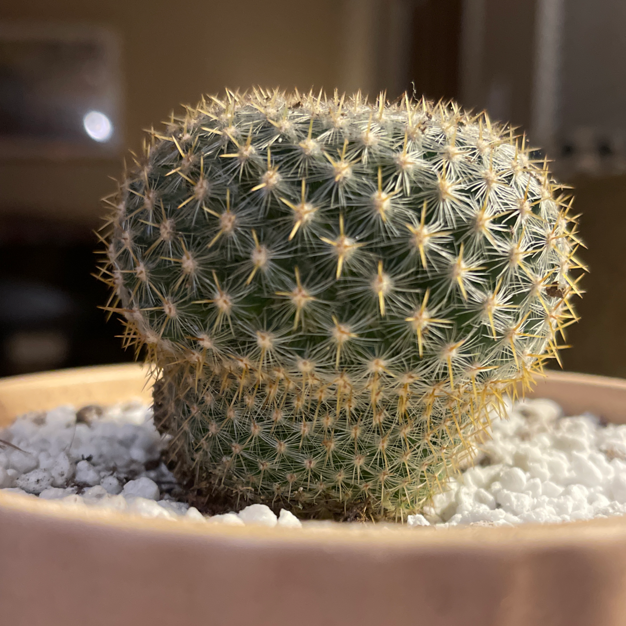 Mammillaria muehlenpfordtii cactus in a pot with visible soil and white pebbles.