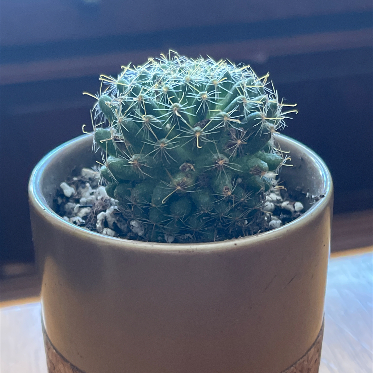 Photo of the plant species Pincushion Cactus by Heidi named Pins n needles on Greg, the plant care app