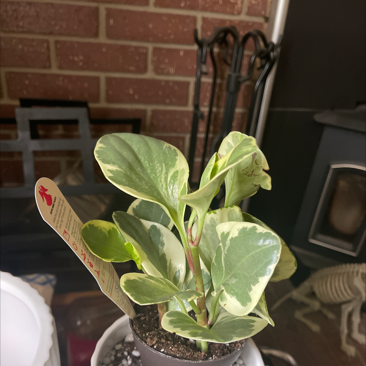 Marble Peperomia plant with variegated leaves in a pot, soil visible.