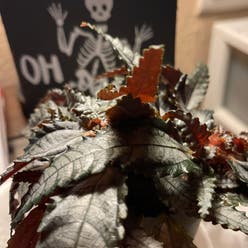 Dark Mystery Pilea plant