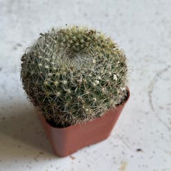 Old Lady Cactus plant