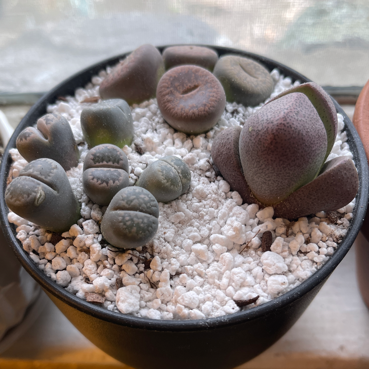 What Do I Do About lithops optica 'rubra' root rot?