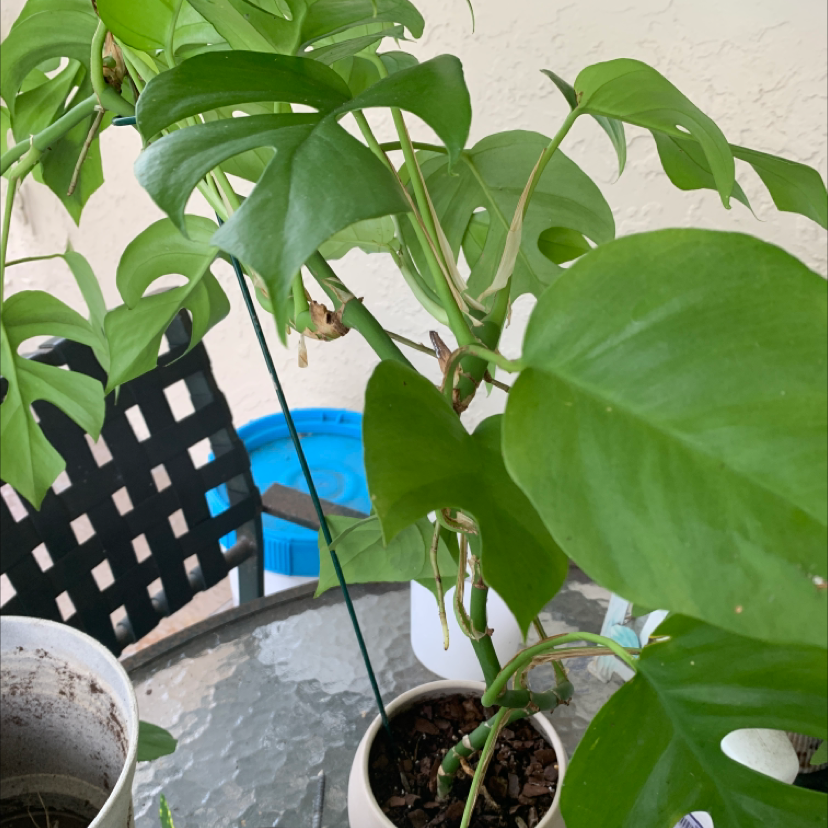 Mini Monstera plant photo by Curran named Zeus on Greg, the plant care app.