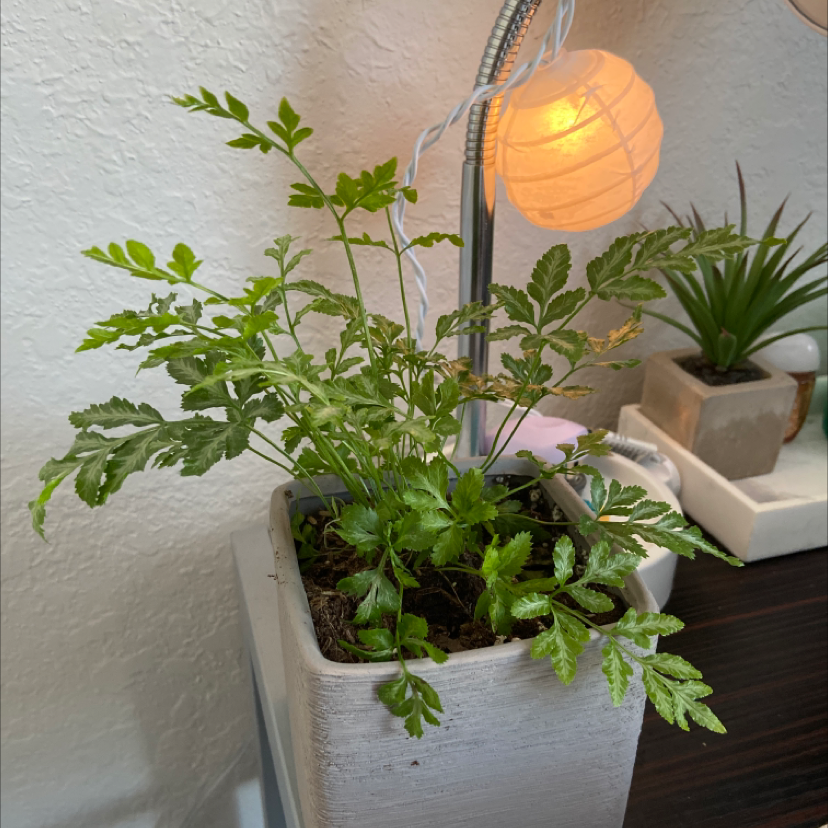 Photo of the plant species Brake Fern by @hamsplants named fernie sanders on Greg, the plant care app
