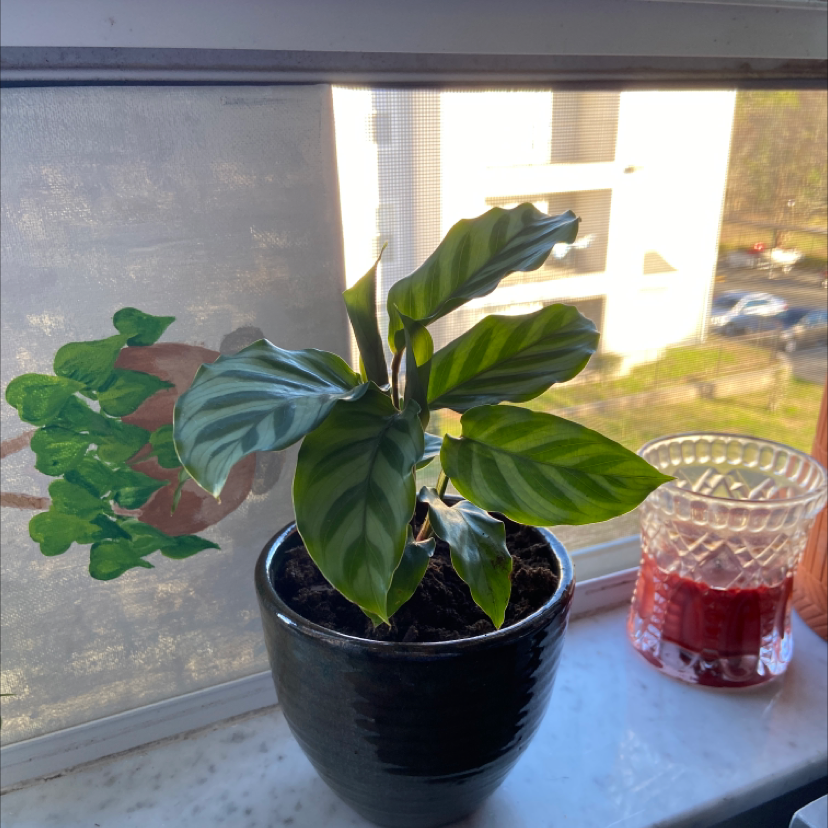 Never Never Plant (Ctenanthe setosa) on a windowsill in a black pot with healthy green patterned leaves.