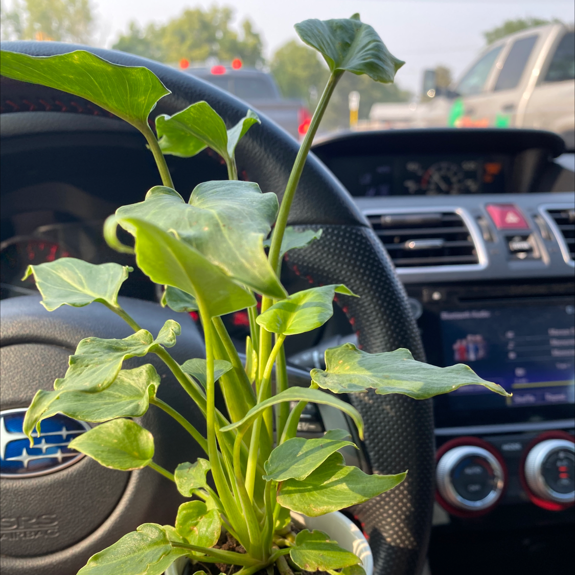 Photo of the plant species Calla Lily by @cossmariag named Denali on Greg, the plant care app