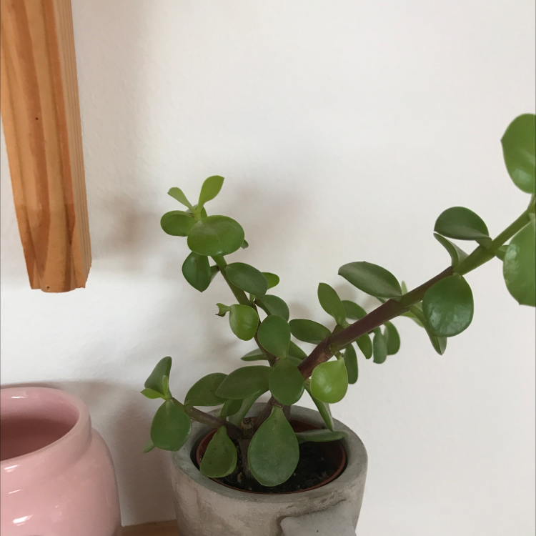 Elephant Bush plant photo by @livmountain named <3 on Greg, the plant care app.