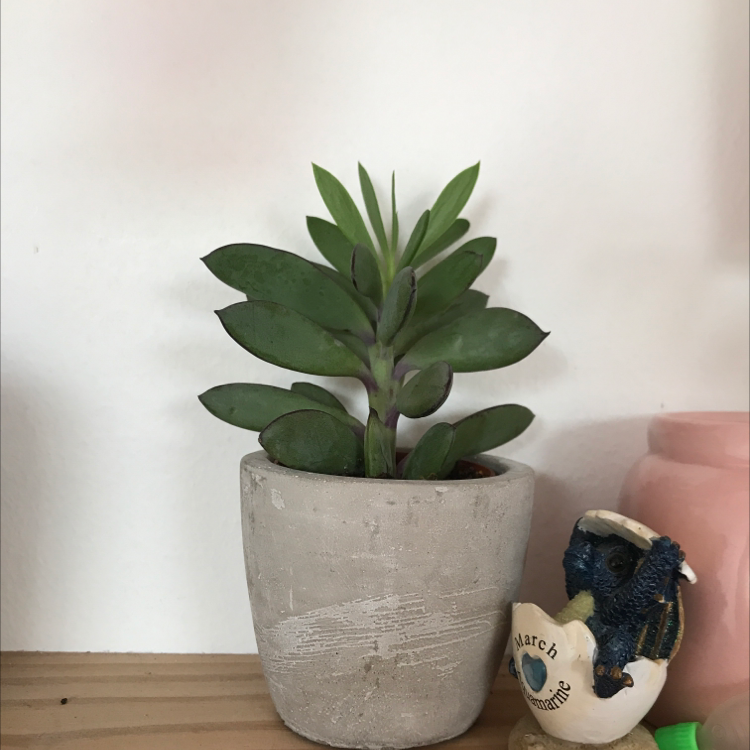 Lucky Plant plant photo by @livmountain named <3 on Greg, the plant care app.
