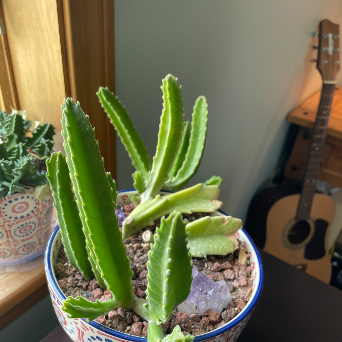 Zulu Giant plant in a decorative pot with visible soil, healthy green stems, and no signs of disease.
