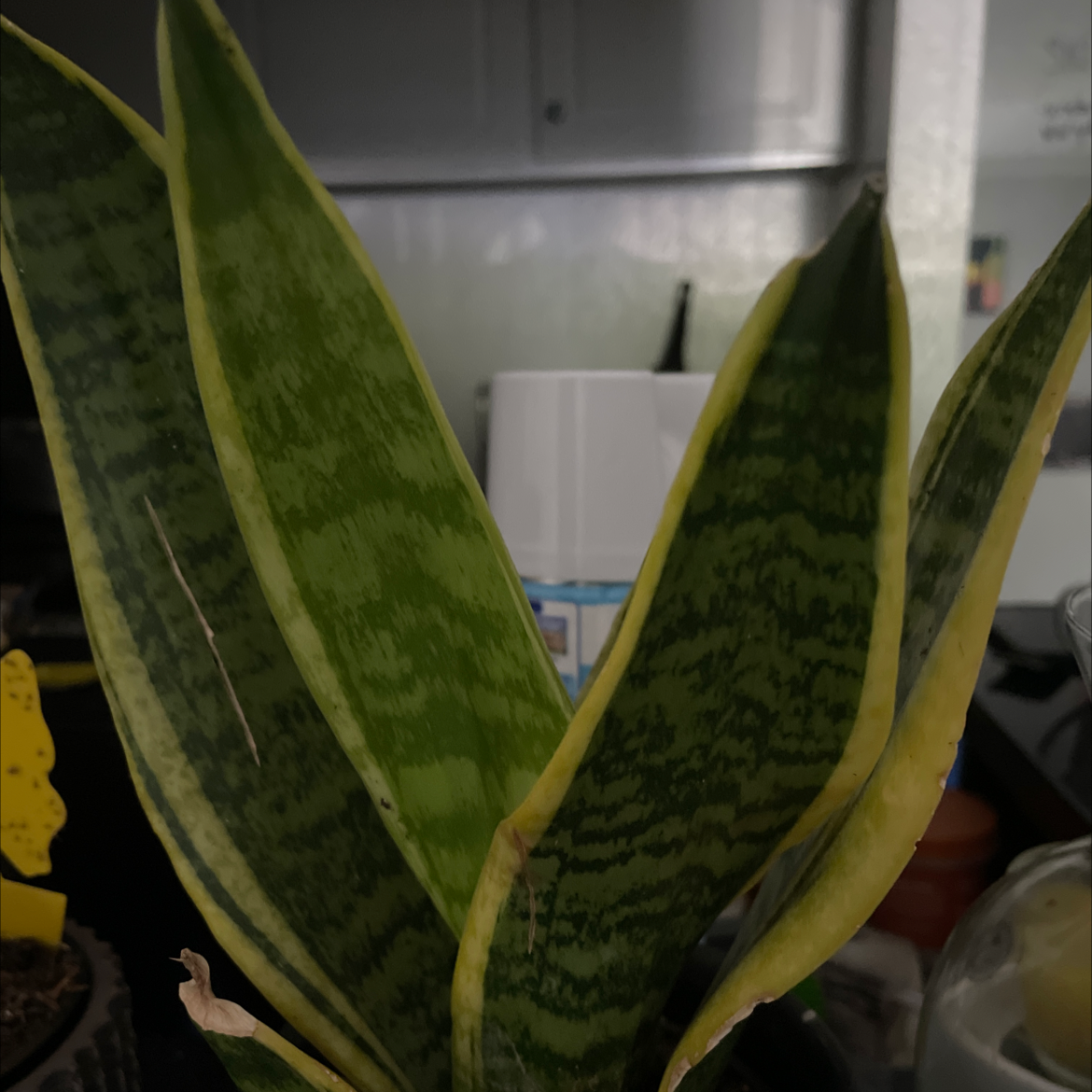 Snake Plant plant photo by @Deyvidlamont named Kobe on Greg, the plant care app.