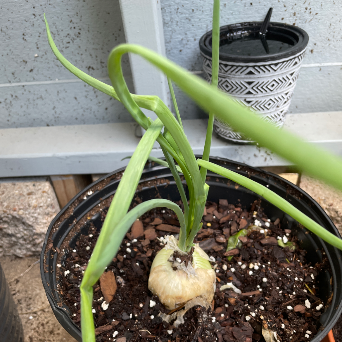 Photo of the plant species small onion by @Deyvidlamont named Onion on Greg, the plant care app