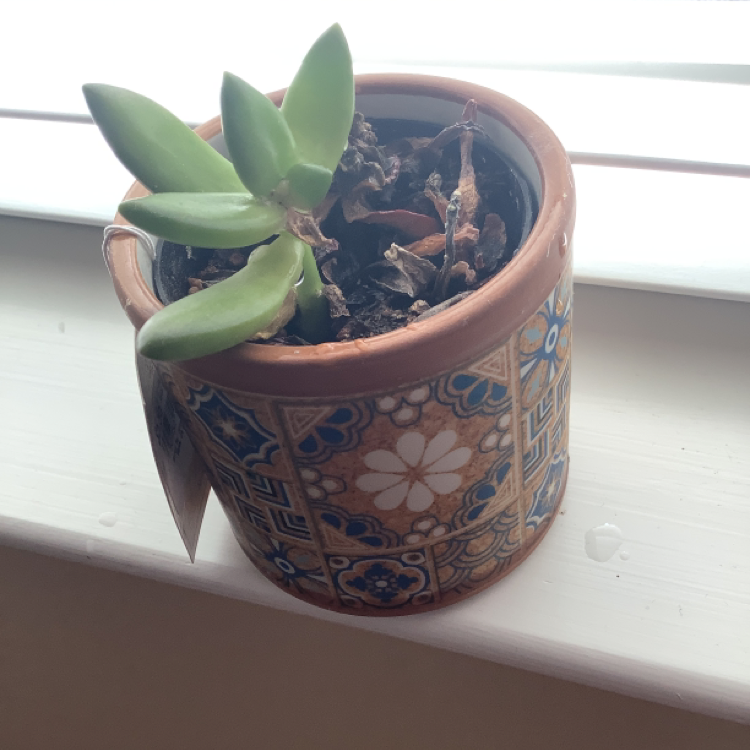Lucky Plant plant photo by @Godfatherofplants named 6 leaves on Greg, the plant care app.