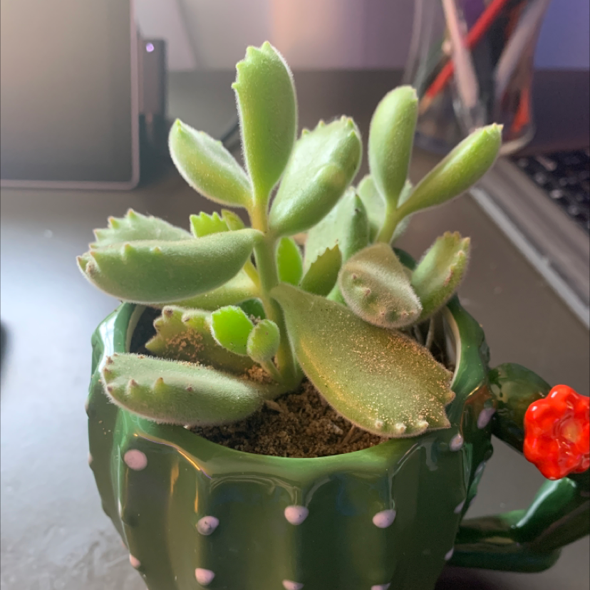 Bear's Paw plant photo by @overthinkingandtired named bear on Greg, the plant care app.