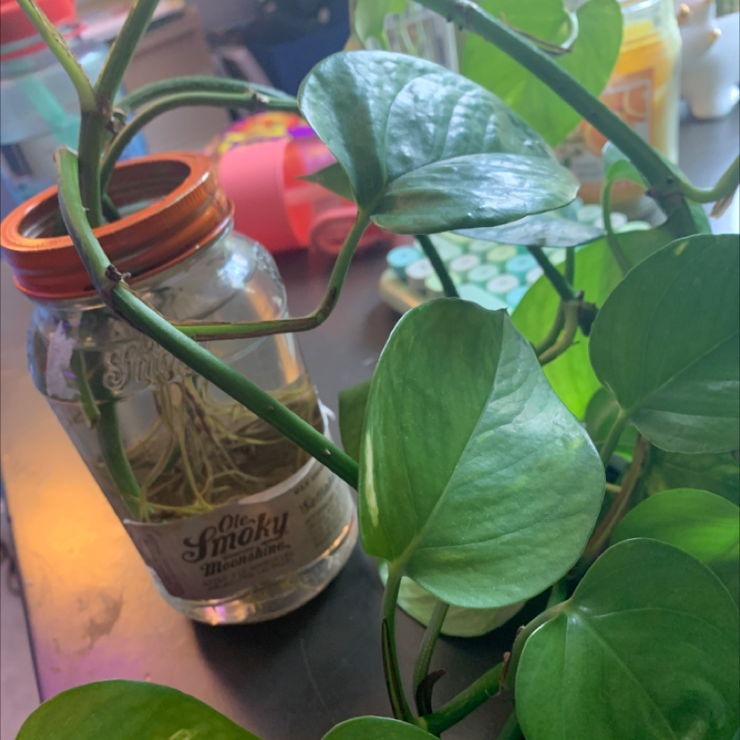 Taro Vine plant photo by @overthinkingandtired named phil on Greg, the plant care app.