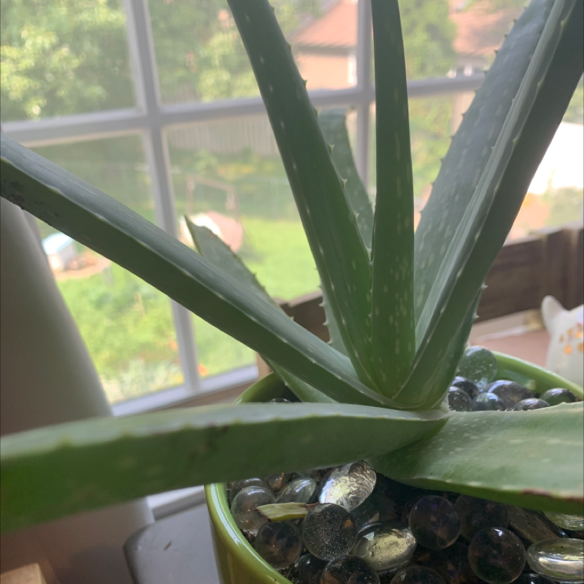 Aloe vera plant photo by @overthinkingandtired named allon on Greg, the plant care app.