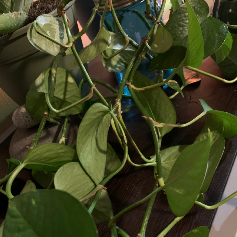 Taro Vine plant photo by @overthinkingandtired named phil 2 on Greg, the plant care app.