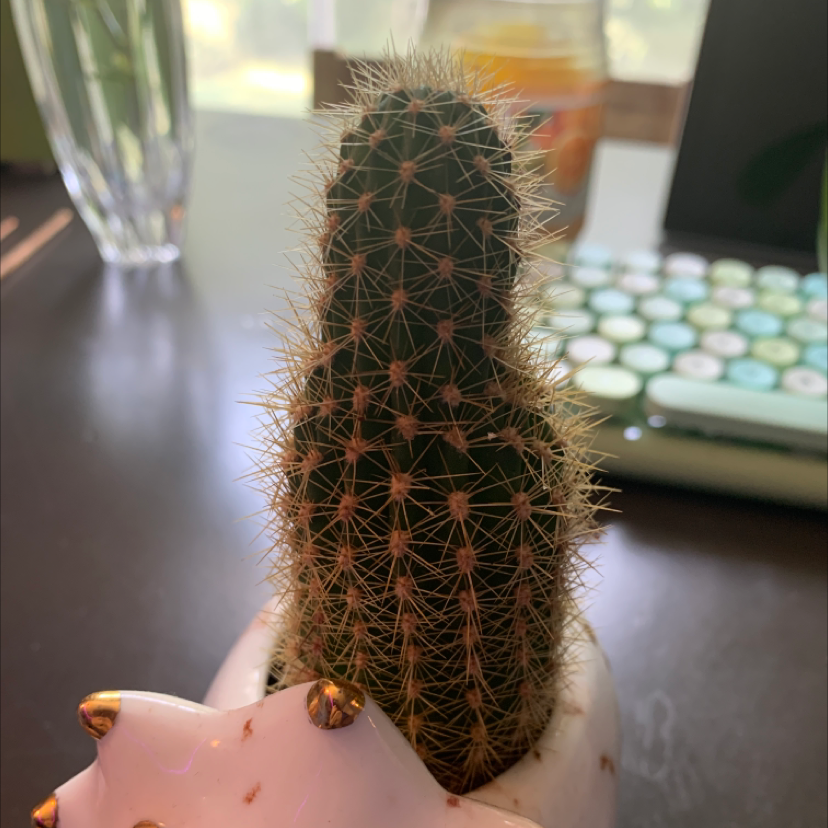 Golden Barrel Cactus plant photo by @overthinkingandtired named nona on Greg, the plant care app.