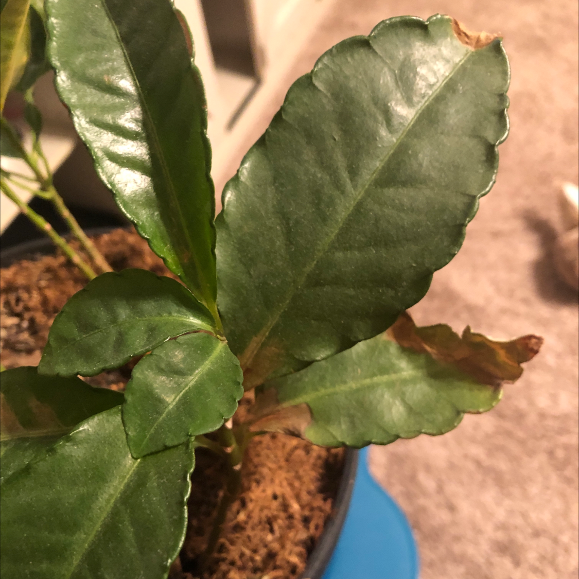 Christmas Berry plant with broad green leaves and some browning at the edges.