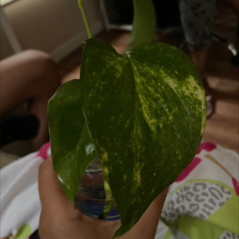 Taro Vine plant photo by Cierra named patience on Greg, the plant care app.