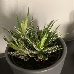 Zebra Haworthiopsis plant