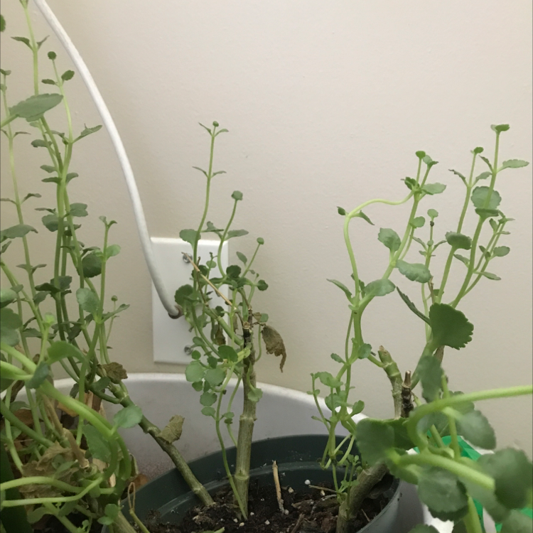 Florist Kalanchoe plant photo by G named Sproutacus on Greg, the plant care app.