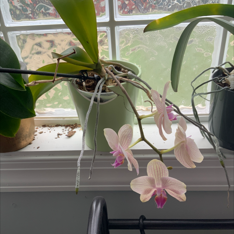 Photo of the plant species Doritis pulcherrima by William named Ollie on Greg, the plant care app