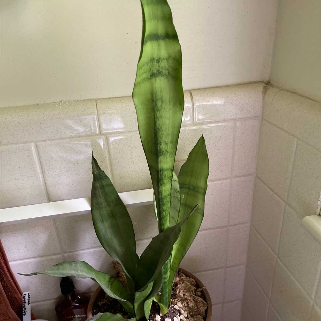 Snake Plant plant photo by Derek named Your plant on Greg, the plant care app.