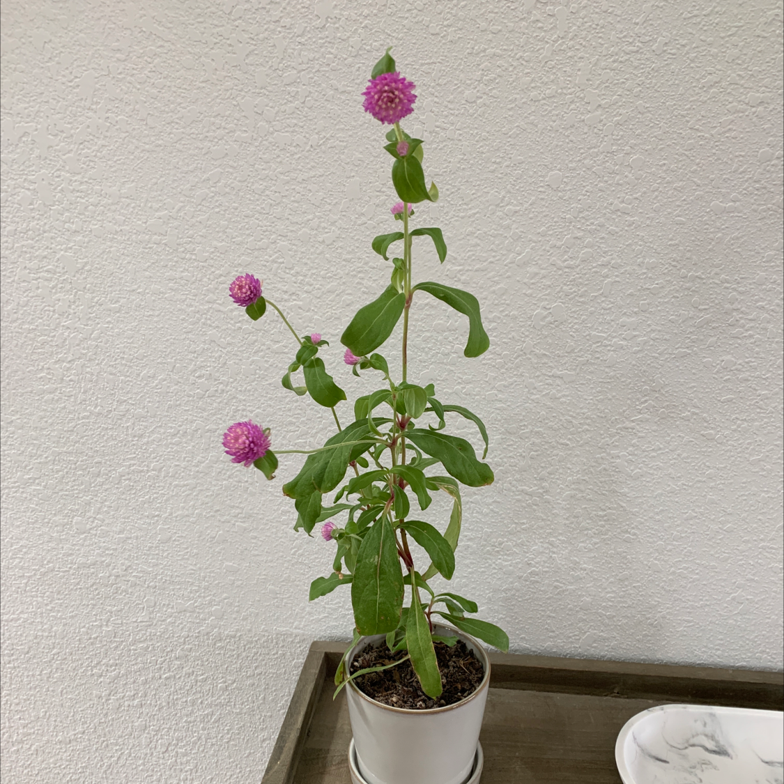 Globe Amaranth plant in a pot with pink flowers, healthy and well-framed.