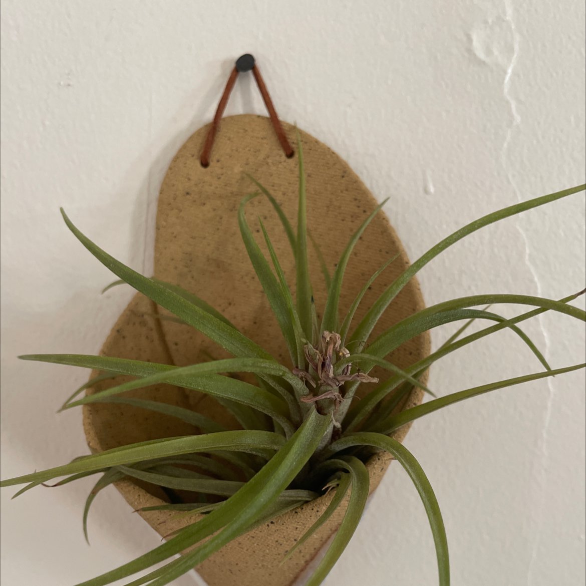 Pink Quill plant (Tillandsia cyanea) in a hanging pot with green leaves and a central flower spike.
