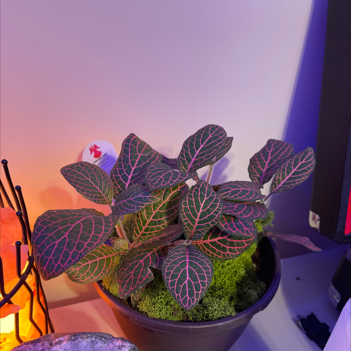 Nerve Plant plant photo by @peter named beelzebub on Greg, the plant care app.