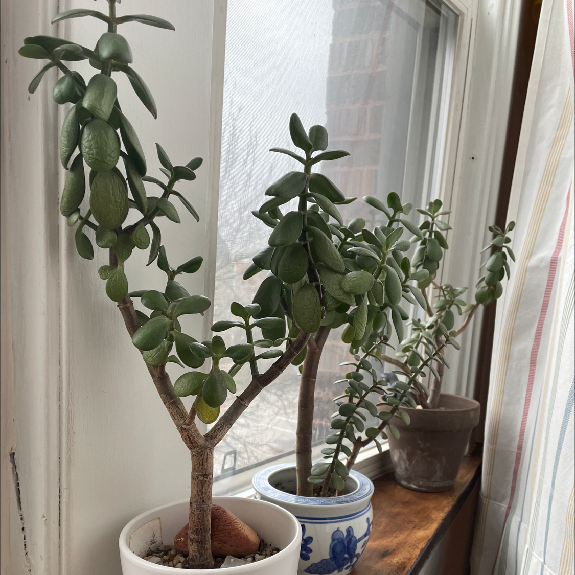 Jade plant photo by @SwampThingy named Jaded on Greg, the plant care app.